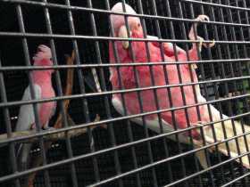 Lost Galah Cockatoo