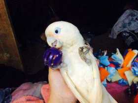 Lost Cockatoo