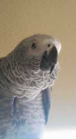 Lost African Grey