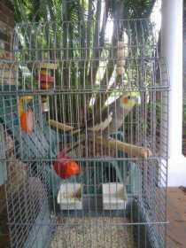 Lost Cockatiel
