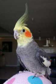 Lost Cockatiel