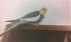 Lost Cockatiel