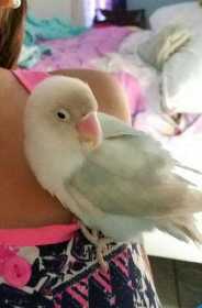 Lost Lovebird