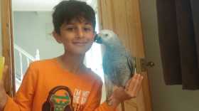 Lost African Grey