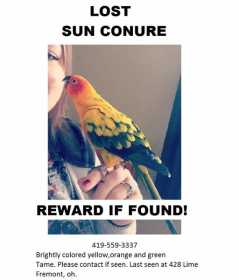 Lost Conure