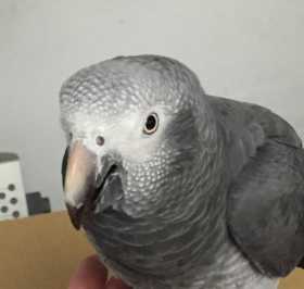 Lost African Grey