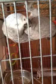 Lost African Grey