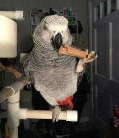 Lost African Grey