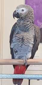 Lost African Grey