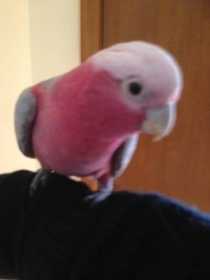 Lost Galah Cockatoo