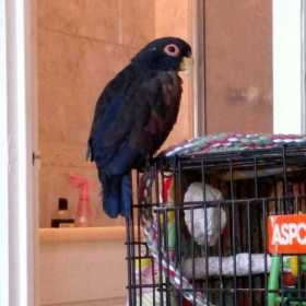 Lost Pionus