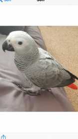 Lost African Grey