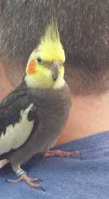 Lost Cockatiel