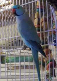 Lost Indian Ringneck Parakeet