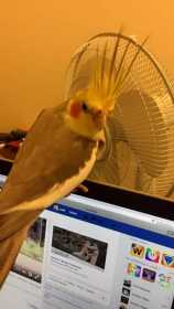 Lost Cockatiel