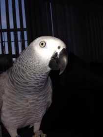 Lost African Grey