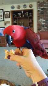 Lost Eclectus