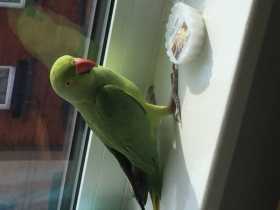 Lost Indian Ringneck Parakeet