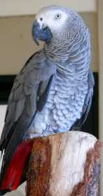 Lost African Grey