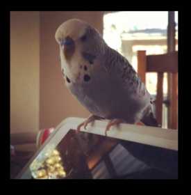 Lost Budgerigar