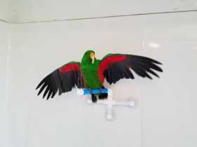 Lost Eclectus