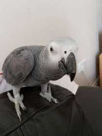 Lost African Grey