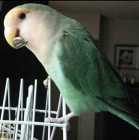 Lost Lovebird