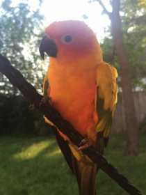 Lost Conure