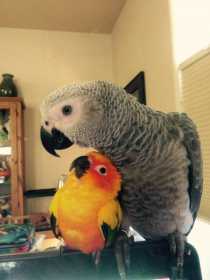 Lost African Grey