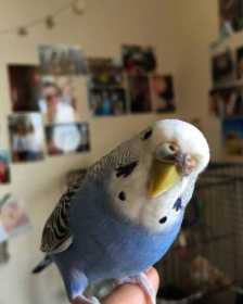 Lost Parakeet