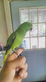 Lost African Ringneck Parakeet