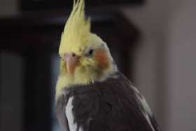 Lost Cockatiel