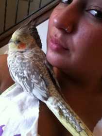 Lost Cockatiel