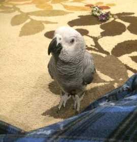 Lost African Grey
