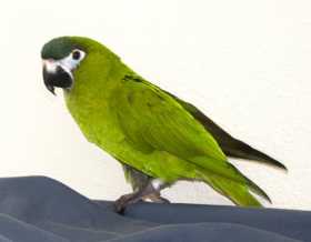 Lost Macaw