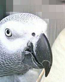 Lost African Grey