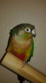 Lost Conure