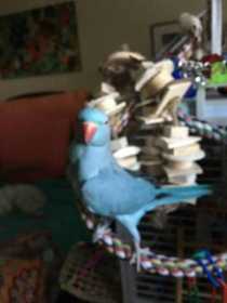 Lost Indian Ringneck Parakeet