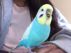 Lost Budgerigar