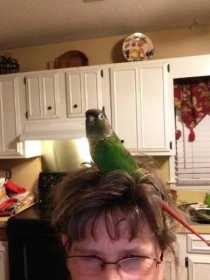 Lost Conure