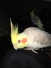 Lost Cockatiel