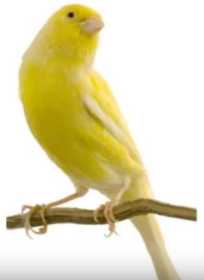 Lost Canary