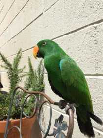 Lost Eclectus