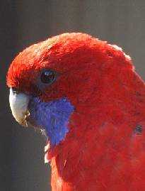 Lost Rosella