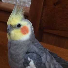 Lost Cockatiel