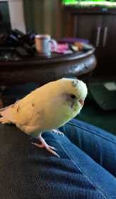 Lost Budgerigar