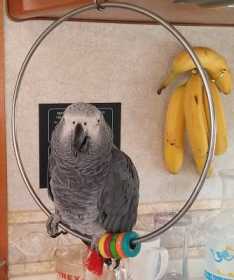 Lost African Grey
