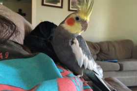 Lost Cockatiel
