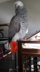 Lost African Grey