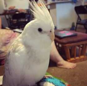 Lost Cockatiel